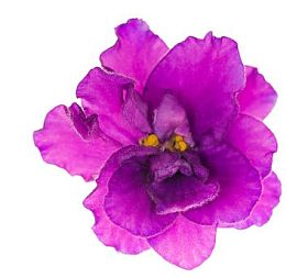 明亮丁香单个孤立紫罗兰花图片