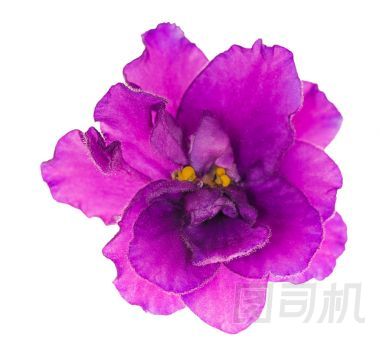 明亮丁香單個孤立紫羅蘭花圖片