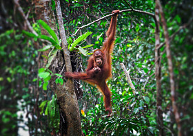 orangutang 在行动