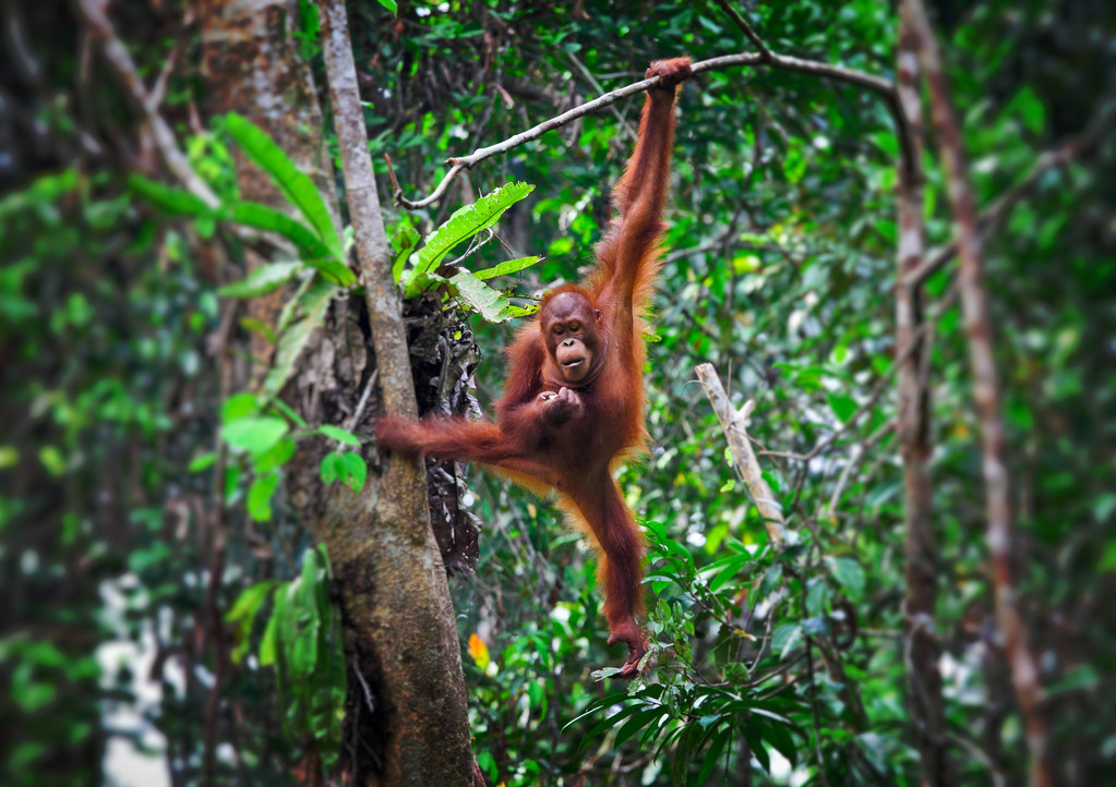 orangutang 在行动