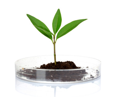 植物在實(shí)驗(yàn)室