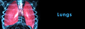 人类的肺