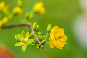 花卉