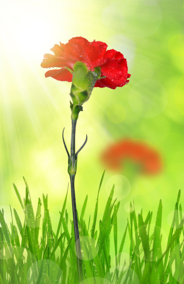 露水的红色康乃馨图片