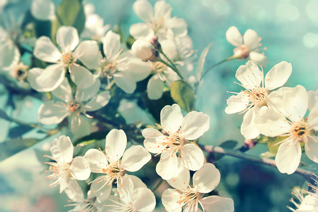 樱花 樱花