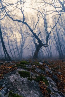 在秋天的山毛櫸森林的霧?？死锩讈?、 烏克蘭