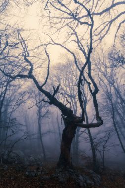 在秋天的山毛櫸森林的霧?？死锩讈?、 烏克蘭