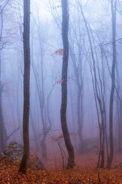 在秋天的山毛櫸森林的霧?？死锩讈?、 烏克蘭