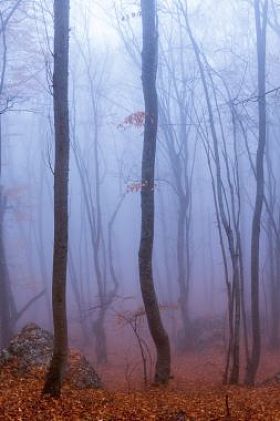 在秋天的山毛榉森林的雾。克里米亚、 乌克兰