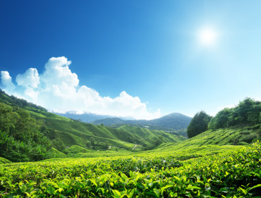 茶園金馬倫高原，馬來西亞照片