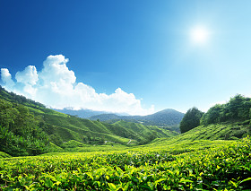 茶园金马伦高原，马来西亚照片