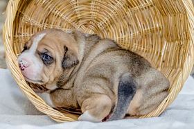 斗牛犬小狗