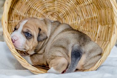 斗牛犬小狗