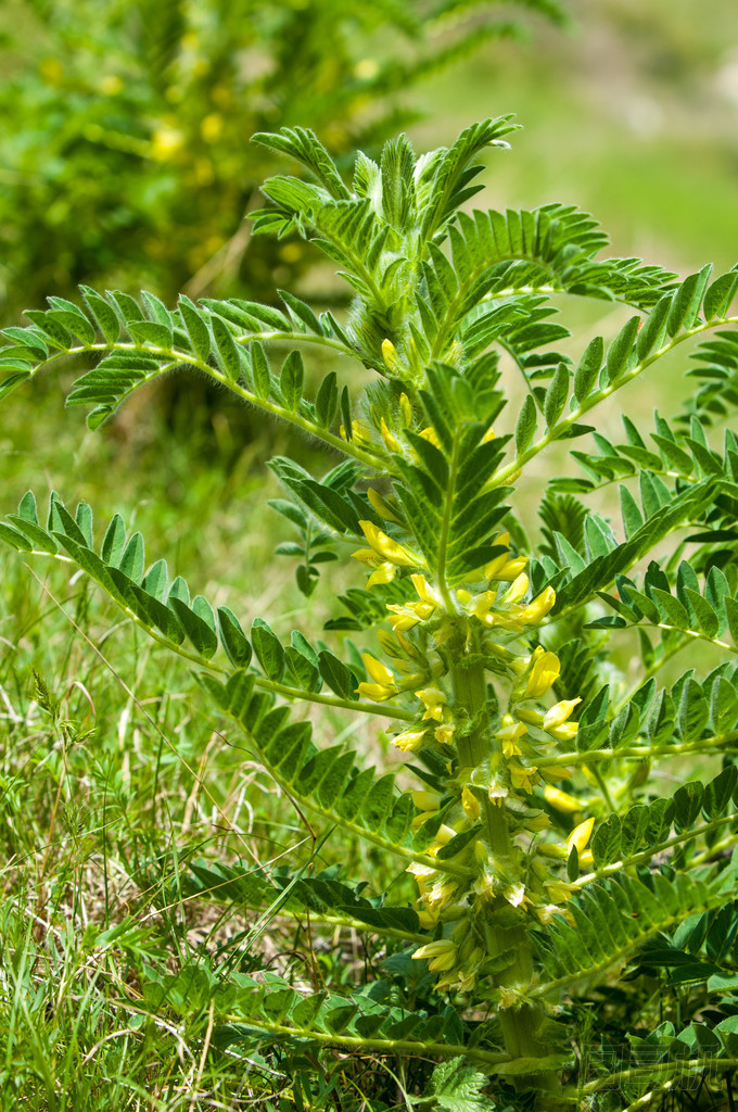 黃芪。黃芪。山羊的刺。藤本狀。黃芪篩