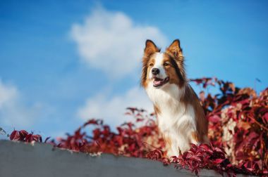 对着天空的红色边境牧羊犬图片