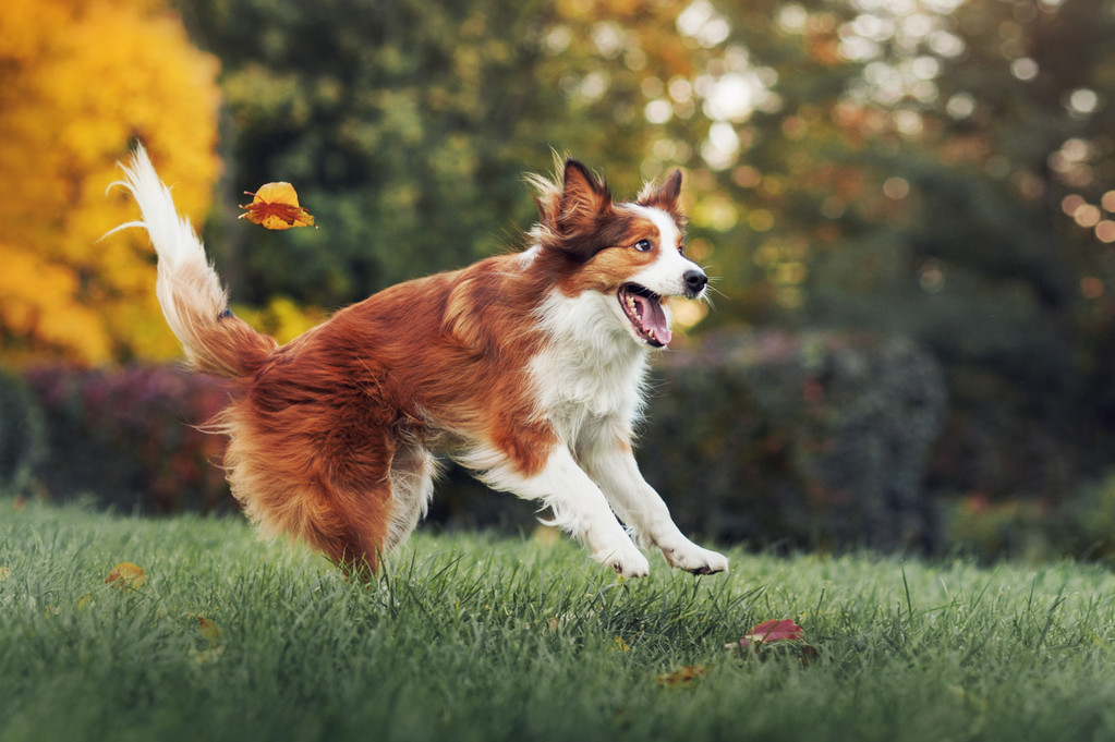 年轻的边境牧羊犬玩树叶在秋天 年轻的边境牧羊犬玩树叶在秋天