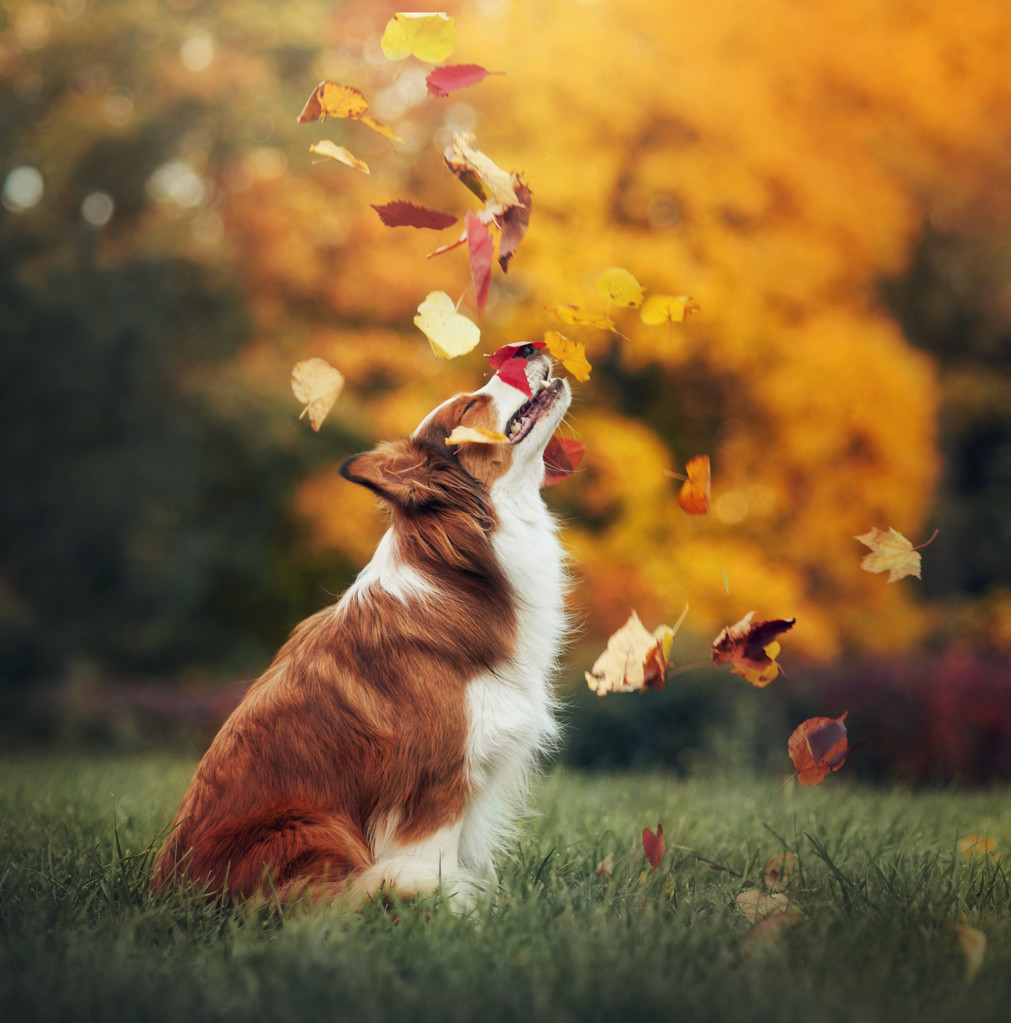 年轻的边境牧羊犬玩树叶在秋天 年轻的边境牧羊犬玩树叶在秋天