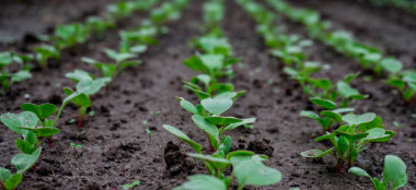 在床上溫室年輕新鮮蘿卜