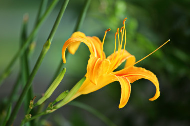 橙色萱草花圖片