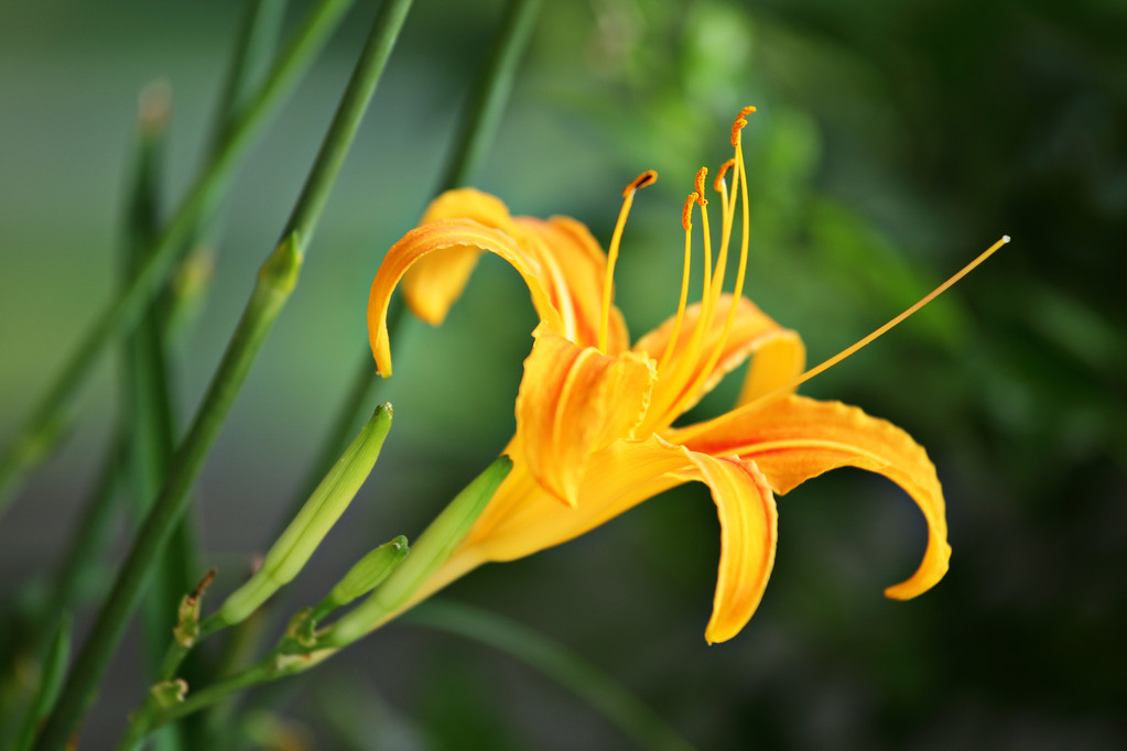 橙色萱草花图片