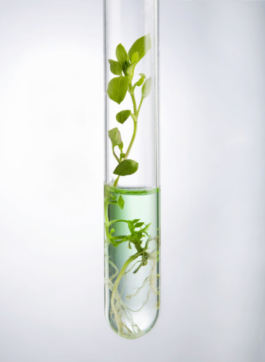 實驗室分析的植物