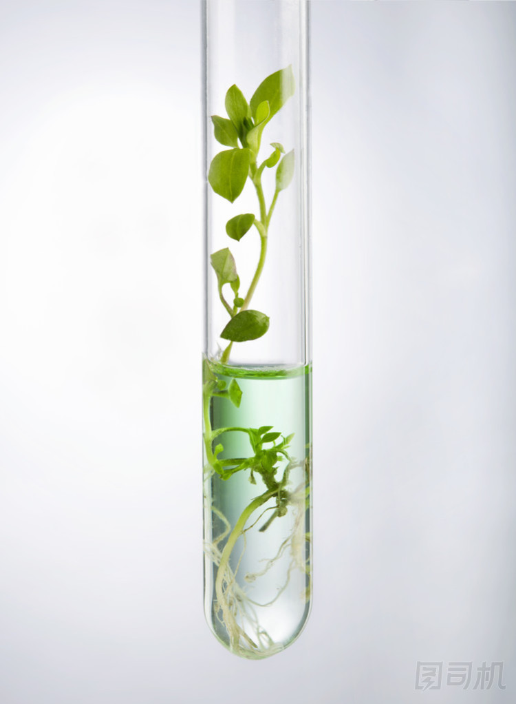 實(shí)驗(yàn)室分析的植物