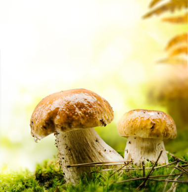 秋季森林蘑菇照片