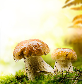 秋季森林蘑菇照片