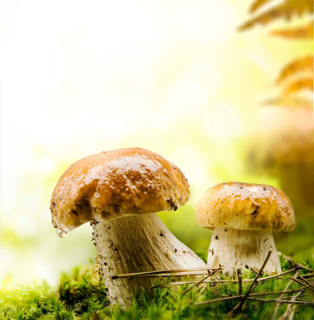 秋季森林蘑菇照片