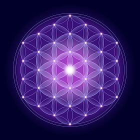 鲜艳的花朵，有明星的生活图片