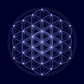 生命与明星之宇宙花