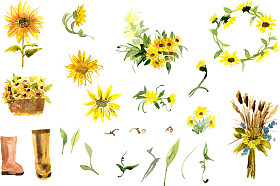 黄色的向日葵的组成