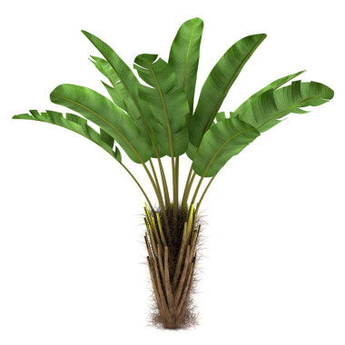 在白色背景上孤立的野生香蕉棕榈树