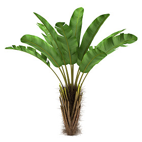 在白色背景上孤立的野生香蕉棕榈树