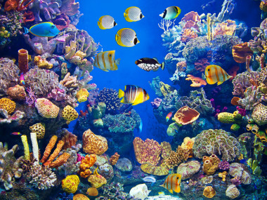 豐富多彩、 充滿活力的水族館生活