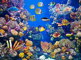 丰富多彩、 充满活力的水族馆生活