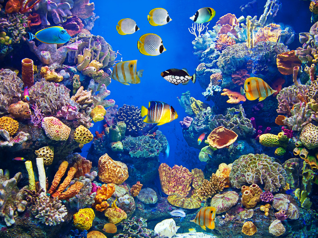 丰富多彩、 充满活力的水族馆生活