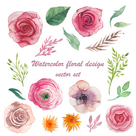 水彩的草药、 花毛茛、 海葵、 玫瑰