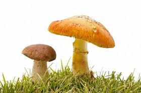 季节性蘑菇图片