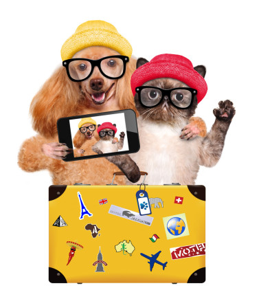 狗与猫服用和一款智能手机的拍照