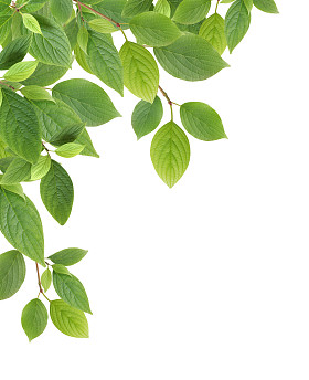绿色的树叶边框