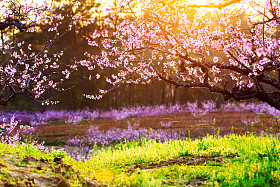 桃花和阳光的绿草