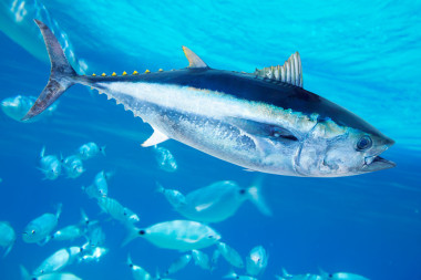 藍鰭金槍魚金槍魚 thynnus 海水