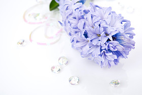 白底蓝色风信子