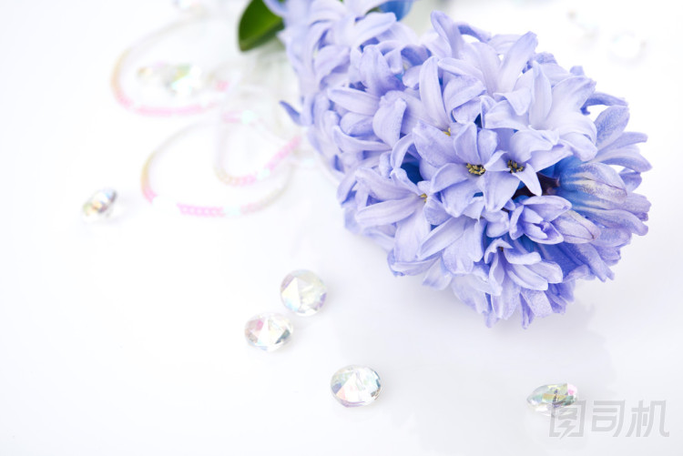 白底蓝色风信子