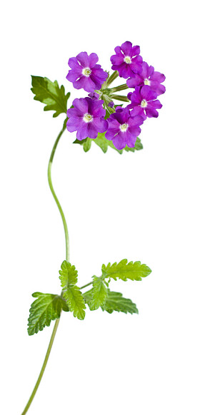 丁香花园的马鞭草孤立图片