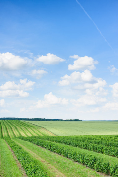 綠色的原野和藍(lán)藍(lán)的天空 