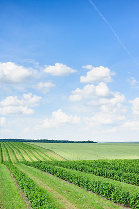 绿色的原野和蓝蓝的天空 