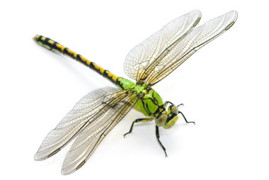 ophiogomphus 塞西莉亞。白色黑色綠色 snaketail 蜻蜓