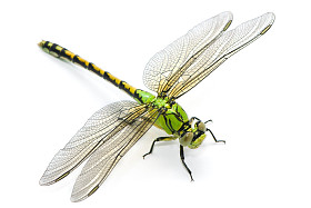 ophiogomphus 塞西莉亚。白色黑色绿色 snaketail 蜻蜓